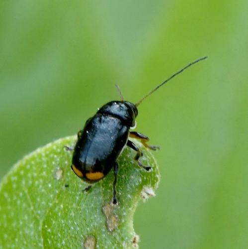 Réf. 231 123 : Cryptocephalus marginellus